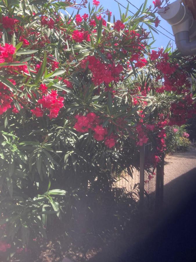 Au Coeur De La Pinede De 1 A 4 Personnes Villa Langlade Exteriör bild